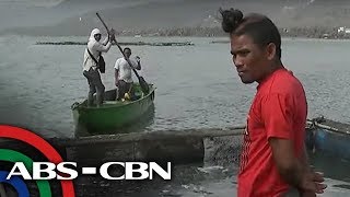 Industriya ng pagtitilapia sa Batangas apektado ng Taal eruption | TV Patrol