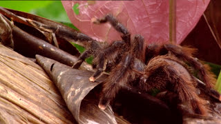 Aislados ¡Ahora en Alta Calidad! (Documental Completo)