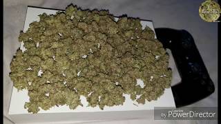 Cannabis grow TIMELAPSE: seed to harvest