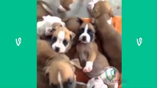 The Best Cats and Dogs Vines ever !!!!!!