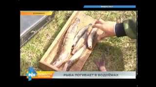 Почему в водоёмах региона появилась мёртвая рыба?