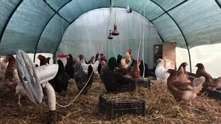 Устройство курятника  советы семейные посиделки