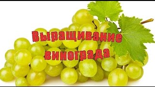 Выращивание винограда