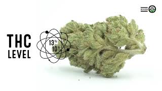 OG Kush Strain Facts and Feminized Seed Grow Info