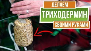 Триходермин - своими руками ✔️ ТРИХОДЕРМА ВЕРИДЕ ✔️ Советы От Garden-zoo