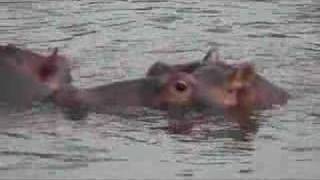 Hippos Talking At Dusk
