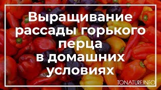 Выращивание рассады горького перца в домашних условиях | toNature.Info