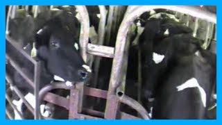 One Minute of Reality: The Dairy Industry