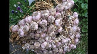Как Выбрать Чеснок… И Почему Я Об Этом Раньше Не Знала!