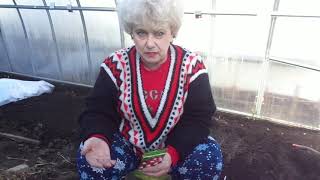 ПОСЕВ РЕДИСА В ХОЛОДНУЮ ТЕПЛИЦУ. Ольга Чернова.