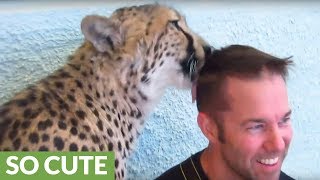 Cheetah refuses to stop licking this guy's head