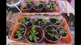 ПИКИРУЮ ТОМАТЫ. ТОНКОСТИ. СВЕТ.УХОД. ПОЛИВ. ПОДКОРМКА