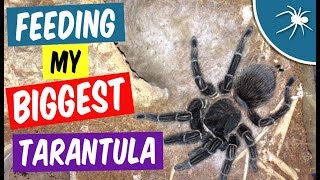 Feeding a HUGE tarantula - Brazilian Salmon Pink Birdeater