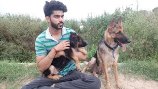 # VLOG - 3....Walk with my German Shepherds (jack and flexi)