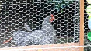 Barred Plymouth Rock 15 weeks - HEN or Rooster