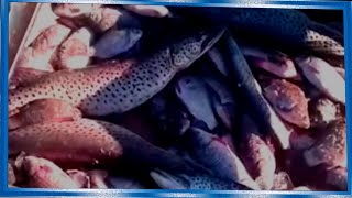 Рыбалка сетями, утренний улов,  Fishing nets in Siberia