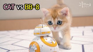아기고양이와 스타워즈 BB8의 만남 / CAT vs BB-8, Star Wars BB8 Droids
