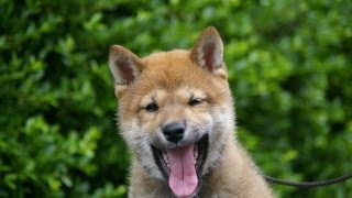 雅の鉄源力号-湘南美雅荘　誕生から生後４年２ヶ月まで　胡麻毛柴犬(goma-ge shiba inu)