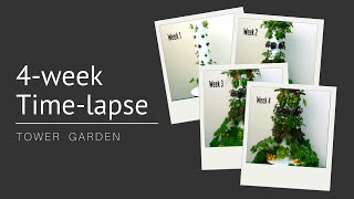 Watch Tower Garden® Grow: 4-Week Time-Lapse
