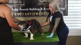 How to collect pull semen breeding English bulldog male stud