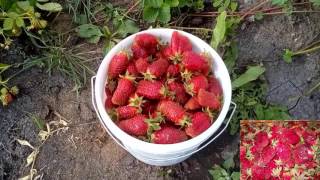 Земклуника Купчиха. Питомник С.