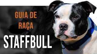 STAFFORDSHIRE BULL TERRIER (STAFFBULL) - Tudo sobre a raça