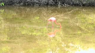 Фламинго питается на острове Исабела, Galapagos flamingo