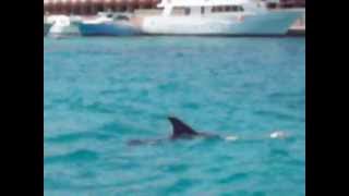 Dead dolphin in Hurghada