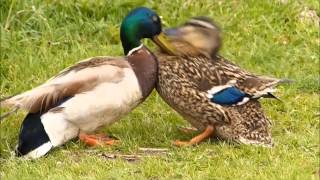 Aggressive male duck attacks hen to force mating, a struggle to escape ensues