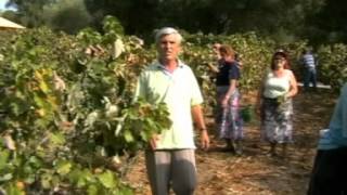 ΚΕΡΚΥΡΑ ΤΡΑΓΟΥΔΙΑ - ΤΖΟΥΡΝΑΔΑ - ΣΚΟΛΑΡΙΚΗΣ ΝΑΠΟΛΕΩΝ