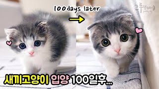 새끼고양이 입양 100일후 놀라운 변화 (귀여운 고양이 5분순삭) cat vlog
