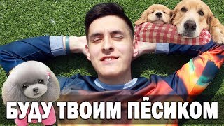 ЛЮБИМАЯ ПЕСНЯ ТВОЕЙ ДЕВУШКИ | Funny Dogs Video | Песня про пёсика на укулеле