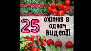 Лучшие сорта редиса 2019
