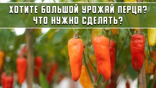 Что нужно сделать когда созрели первые перцы?