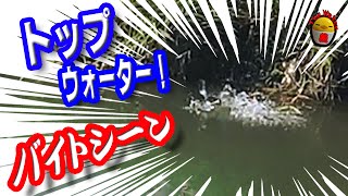 バス釣り　フロッグ捕食シーン"Bass Fishing Japan”