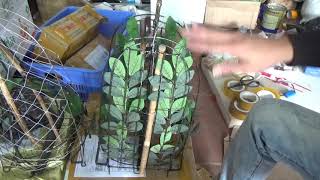 Lụp bẫy chim cu gáy hàng Malaysia cực hiệu quả 0862 810 262