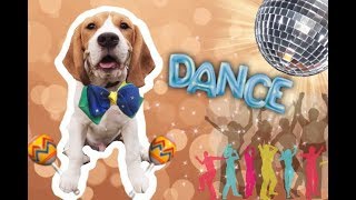 ГУЛЯЕМ СО ЩЕНКОМ | Бигль Бентли танцует! ОГО!