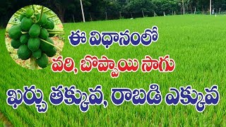 How to Get Best Income from Paddy, Papaya Crop || Organic Farming || KVK || Rytunestham