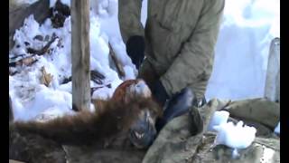 trophy bear hunting - трофейная охота на бурого медведя