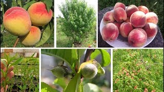 Персик Воронежский кустовой: начинаем прием заявок на сезон 2018!