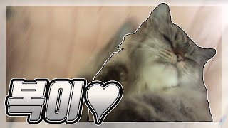 몽글이가 휴일 오전을 보내는 방법.avi ?복이의 모든 것!!? 그리고 복이의 시크릿 타임까지?