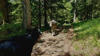 Flitterwochen Tag 9 - im Tal der Sinne... - Wandern und Urlaub mit Hund in Österreich