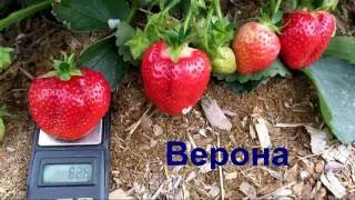 Верона - самый лучший сорт клубники КСД. Урожай 2016