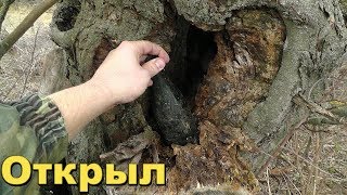 ЧТО МОЖНО НАЙТИ В СТАРОМ ДУПЛЕ СТОИТ ЛИ СОВАТЬ ТУДА РУКУ.
