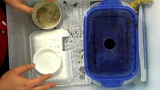 Youtube4  Leopard gecko breeding