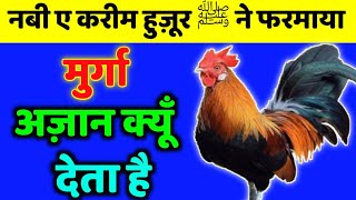 मुर्गा अज़ान क्यूँ देता है इसकी वजह क्या है?  Hazrat Ali Ne Farmaya