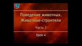 Урок 1.4. Защитные образования моллюсков