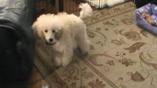 Puppy Seems To Be Here To Stay
