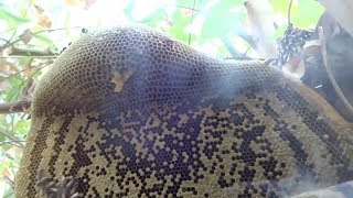 How To Harvest Honey In Ancient Way||Harvesting Honey Like Wild Man||Extracting Honey  From Hive