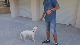Köpek Eğitimi BÖLÜM//1 (Temel İtaat Eğitimi)